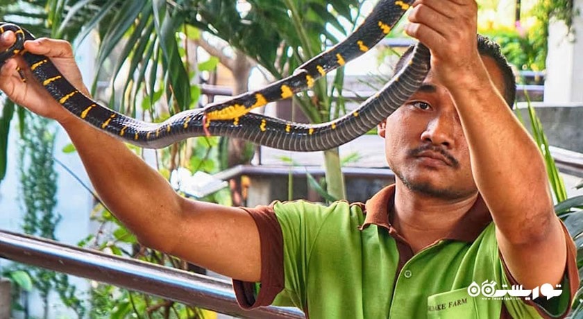 سرگرمی مزرعه مارها (موسسه یادبود ملکه ساووابها) شهر تایلند کشور بانکوک