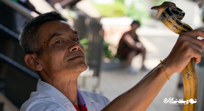 سرگرمی مزرعه مارها (موسسه یادبود ملکه ساووابها) شهر تایلند کشور بانکوک