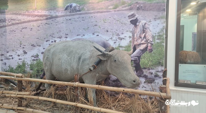  موزه باغ برنج لامان پدی شهر مالزی کشور لنکاوی