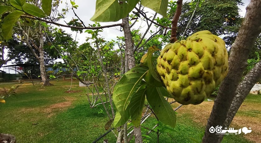 سرگرمی مزرعه میوه های گرمسیری پنانگ شهر مالزی کشور پنانگ