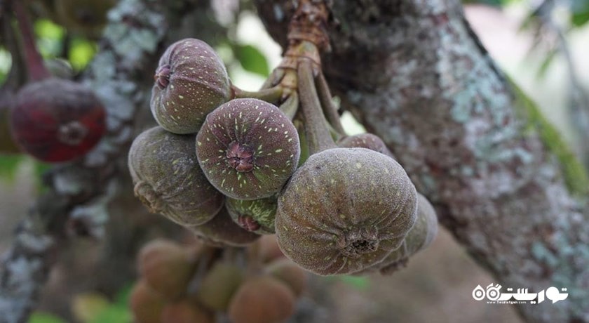 سرگرمی مزرعه میوه های گرمسیری پنانگ شهر مالزی کشور پنانگ