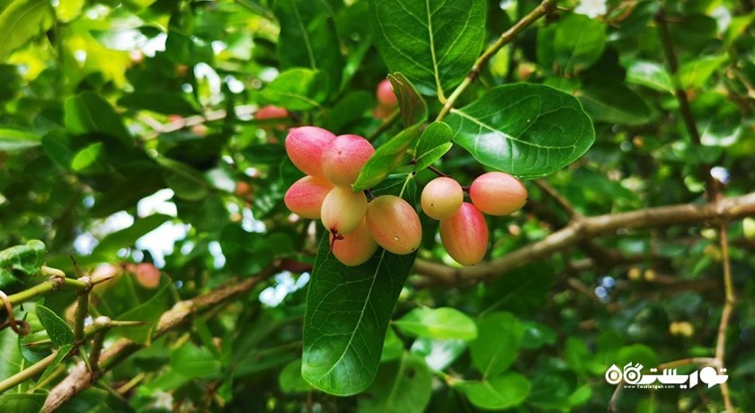 سرگرمی مزرعه میوه های گرمسیری پنانگ شهر مالزی کشور پنانگ