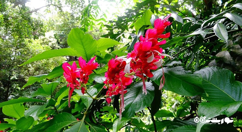 سرگرمی باغ ادویه های گرمسیری پنانگ شهر مالزی کشور پنانگ