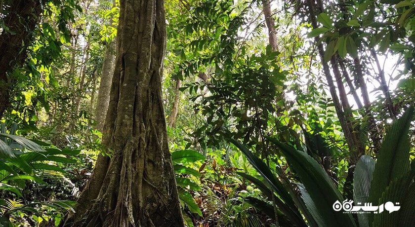 سرگرمی باغ ادویه های گرمسیری پنانگ شهر مالزی کشور پنانگ