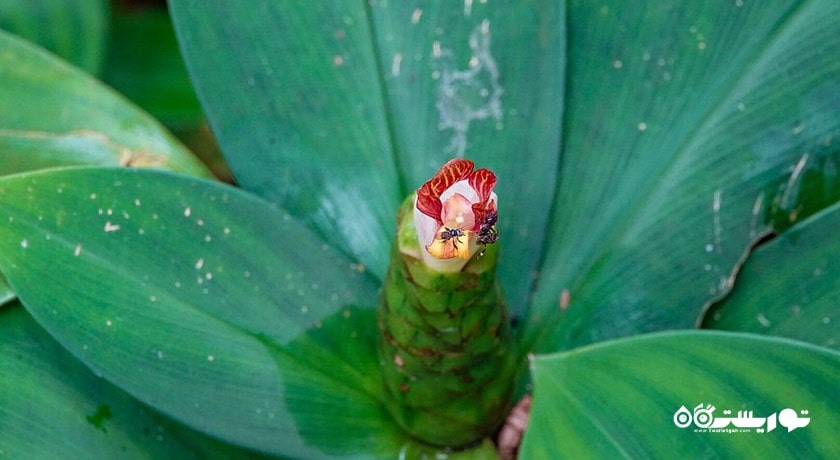 سرگرمی باغ ادویه های گرمسیری پنانگ شهر مالزی کشور پنانگ
