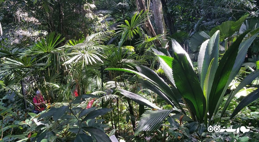 سرگرمی باغ ادویه های گرمسیری پنانگ شهر مالزی کشور پنانگ