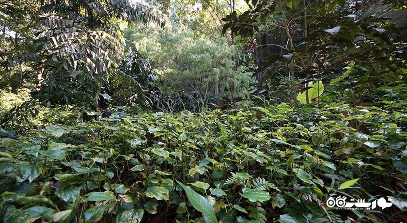 سرگرمی باغ ادویه های گرمسیری پنانگ شهر مالزی کشور پنانگ