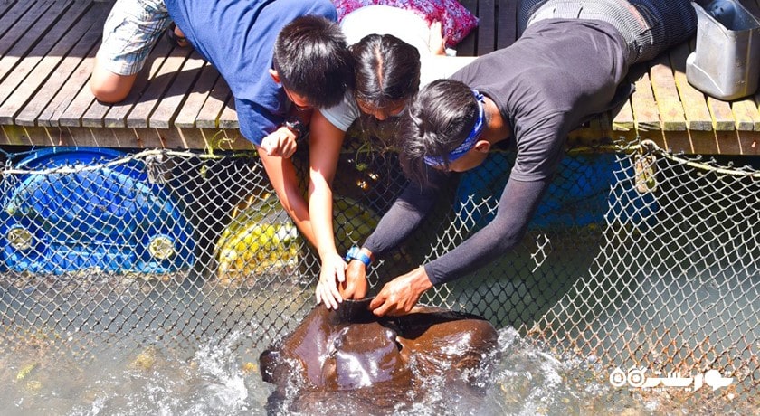 سرگرمی مزرعه ماهی شناور شهر مالزی کشور لنکاوی