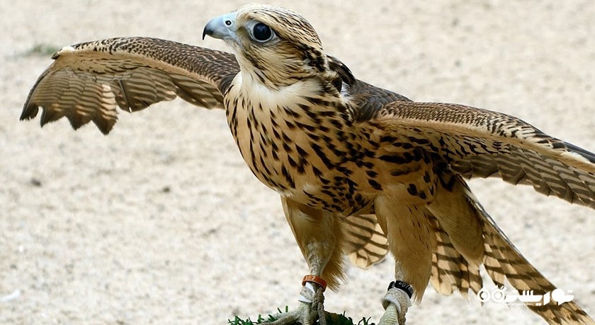 مرکز خرید بازار شاهین شهر قطر کشور دوحه