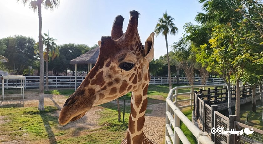 سرگرمی باغ وحش دوحه شهر قطر کشور دوحه