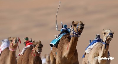 مسابقه شتر در پیست الشحانیه -  شهر دوحه