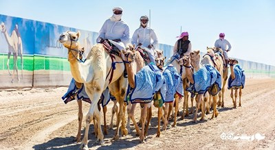مسابقه شتر در پیست الشحانیه -  شهر دوحه