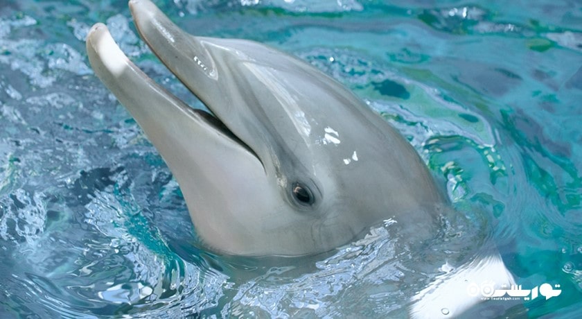 سرگرمی دلفیناریوم وارنا شهر بلغارستان کشور وارنا