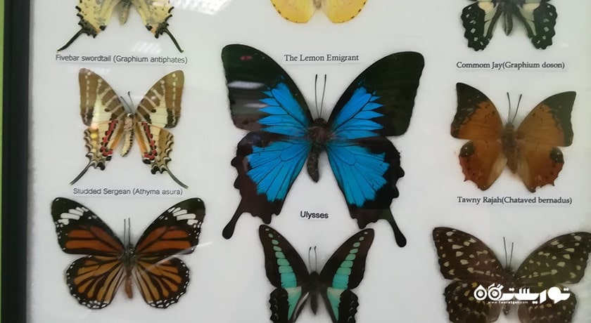  خانه پروانه وارنا شهر بلغارستان کشور وارنا