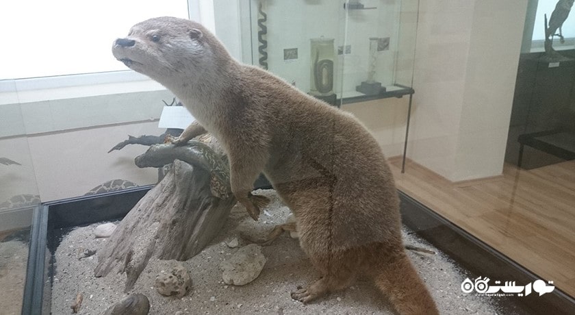  موزه تاریخ طبیعی شهر بلغارستان کشور وارنا