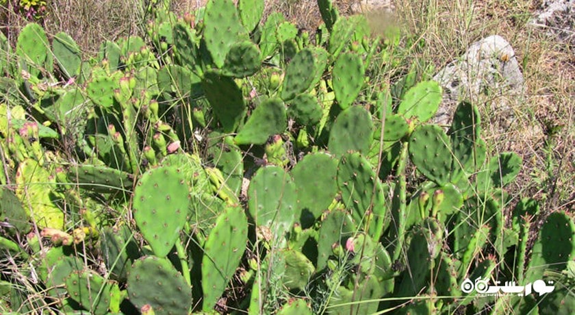  جنگل سنگی شهر بلغارستان کشور وارنا