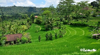 دهکده سیدمن -  شهر بالی