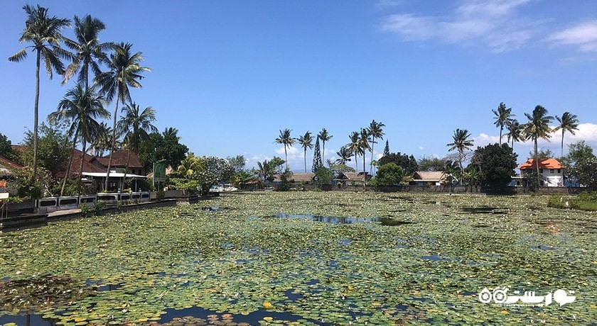  تالاب نیلوفر آبی کاندیداسا شهر اندونزی کشور بالی