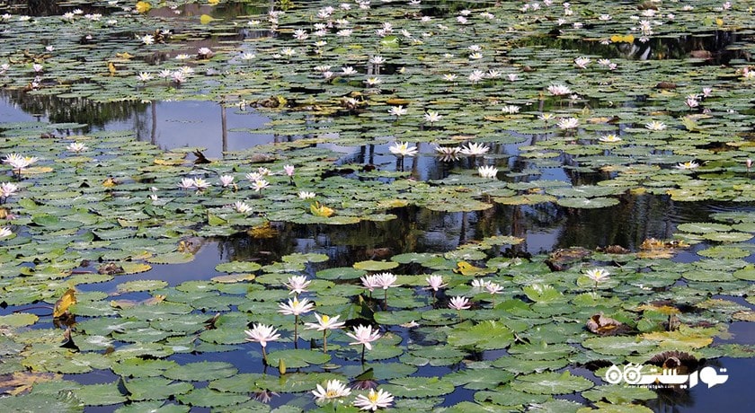  تالاب نیلوفر آبی کاندیداسا شهر اندونزی کشور بالی