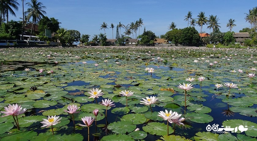  تالاب نیلوفر آبی کاندیداسا شهر اندونزی کشور بالی