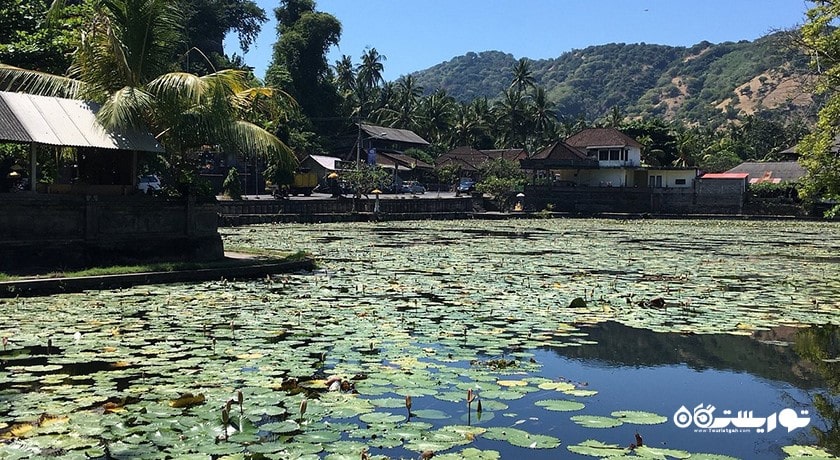 تالاب نیلوفر آبی کاندیداسا شهر اندونزی کشور بالی