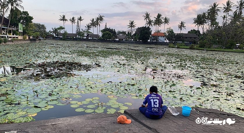  تالاب نیلوفر آبی کاندیداسا شهر اندونزی کشور بالی