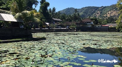 تالاب نیلوفر آبی کاندیداسا -  شهر بالی