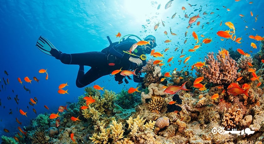  گالری زیر آب خلیج جملوک شهر اندونزی کشور بالی