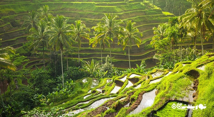  تراس های برنج تگالالانگ شهر اندونزی کشور بالی