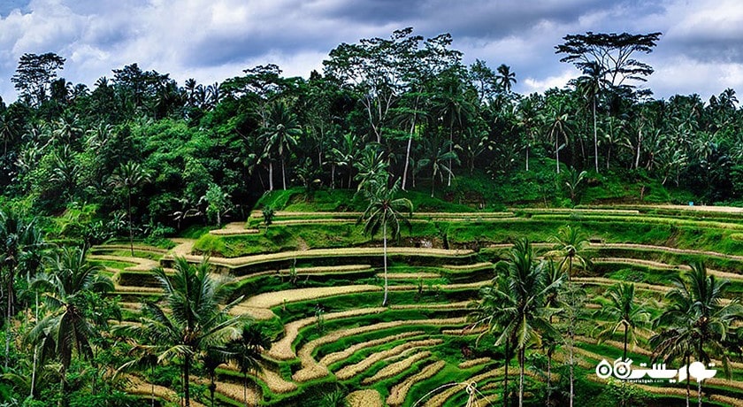  تراس های برنج تگالالانگ شهر اندونزی کشور بالی