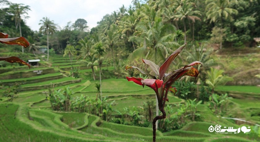  تراس های برنج تگالالانگ شهر اندونزی کشور بالی