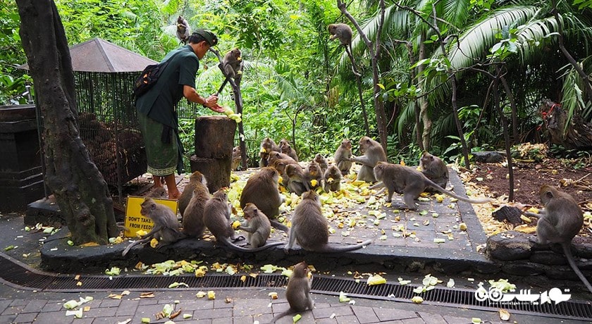  جنگل میمون های اوبود شهر اندونزی کشور بالی
