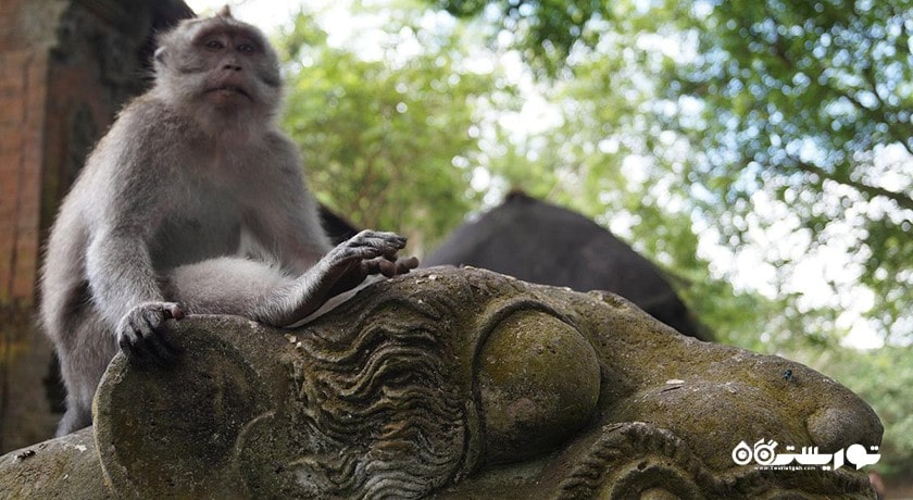  جنگل میمون های اوبود شهر اندونزی کشور بالی