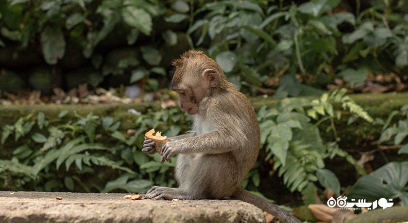  جنگل میمون های اوبود شهر اندونزی کشور بالی