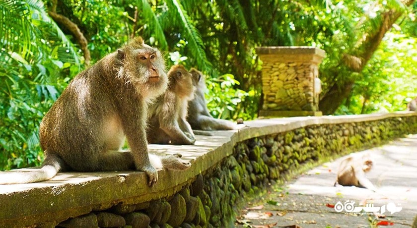  جنگل میمون های اوبود شهر اندونزی کشور بالی