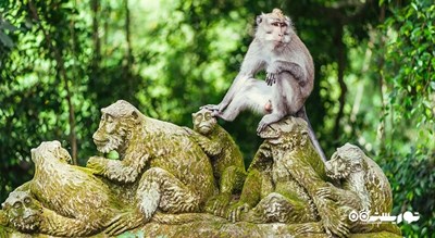 جنگل میمون های اوبود -  شهر بالی