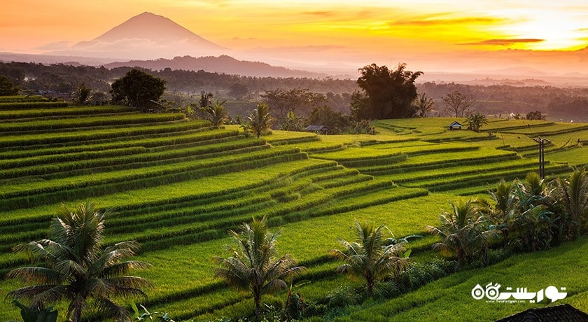  تراس های برنج جاتیلووی شهر اندونزی کشور بالی