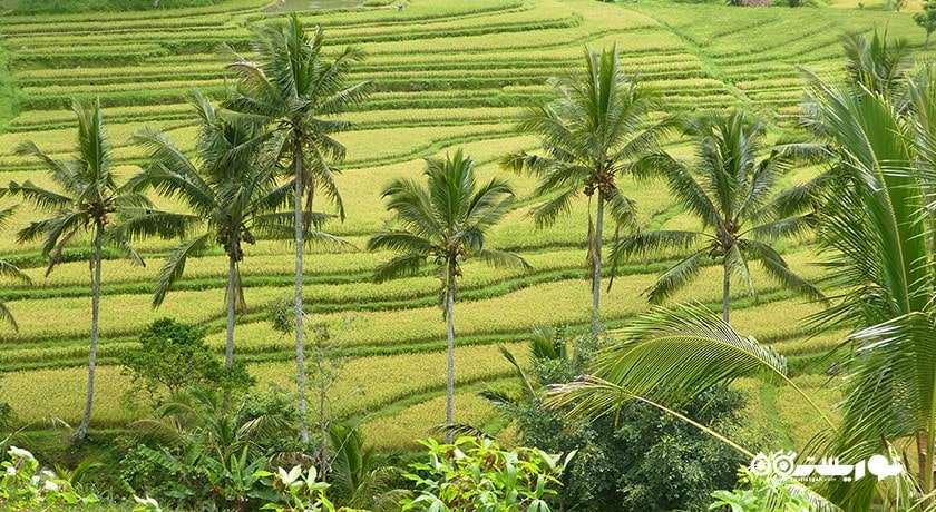  تراس های برنج جاتیلووی شهر اندونزی کشور بالی