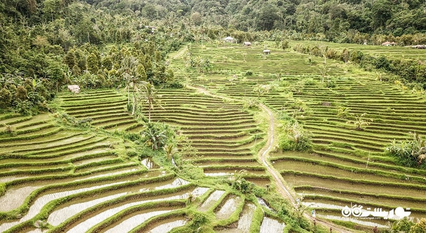  تراس های برنج جاتیلووی شهر اندونزی کشور بالی