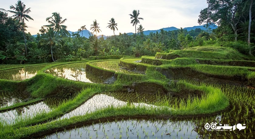  تراس های برنج جاتیلووی شهر اندونزی کشور بالی