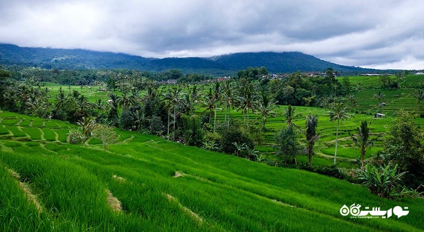  تراس های برنج جاتیلووی شهر اندونزی کشور بالی