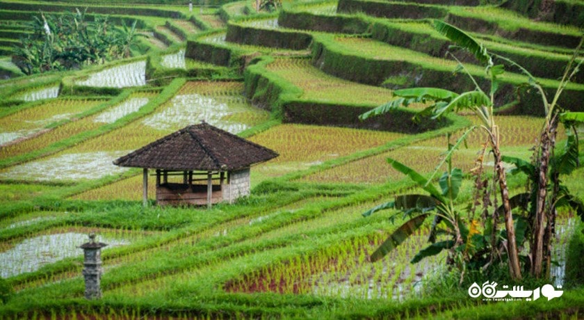  تراس های برنج جاتیلووی شهر اندونزی کشور بالی