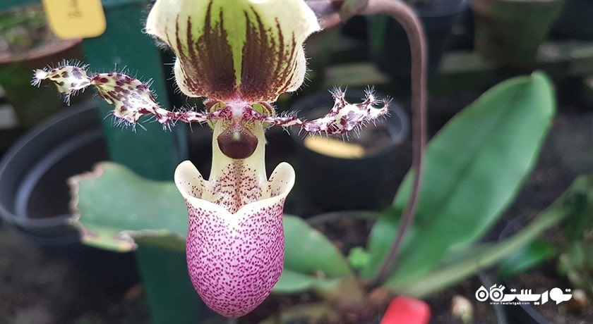  باغ گیاه شناسی بالی شهر اندونزی کشور بالی