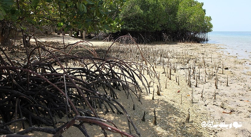 پارک ملی بالی غربی شهر اندونزی کشور بالی