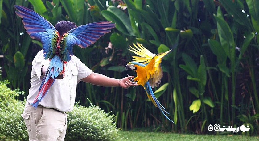  پارک پرندگان و خزندگان بالی شهر اندونزی کشور بالی