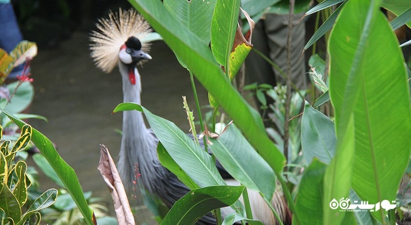  پارک پرندگان و خزندگان بالی شهر اندونزی کشور بالی