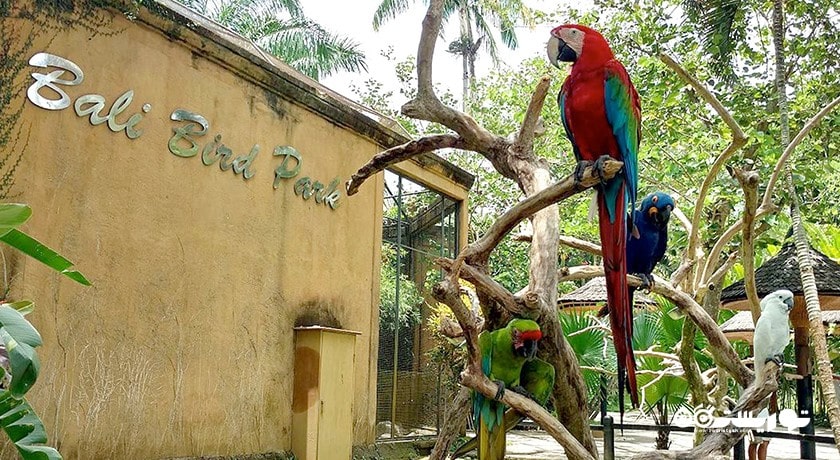  پارک پرندگان و خزندگان بالی شهر اندونزی کشور بالی