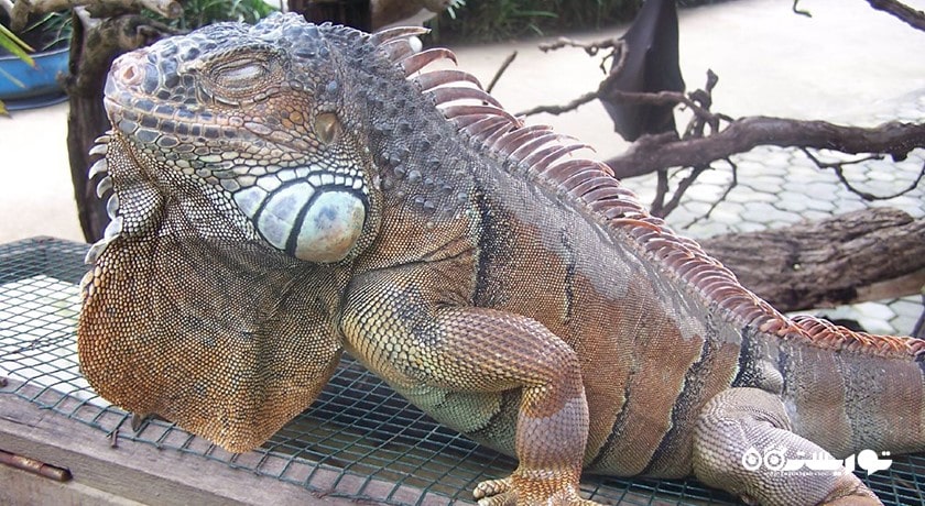  پارک پرندگان و خزندگان بالی شهر اندونزی کشور بالی