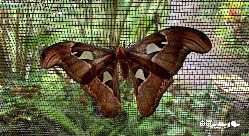  پارک پروانه بالی شهر اندونزی کشور بالی