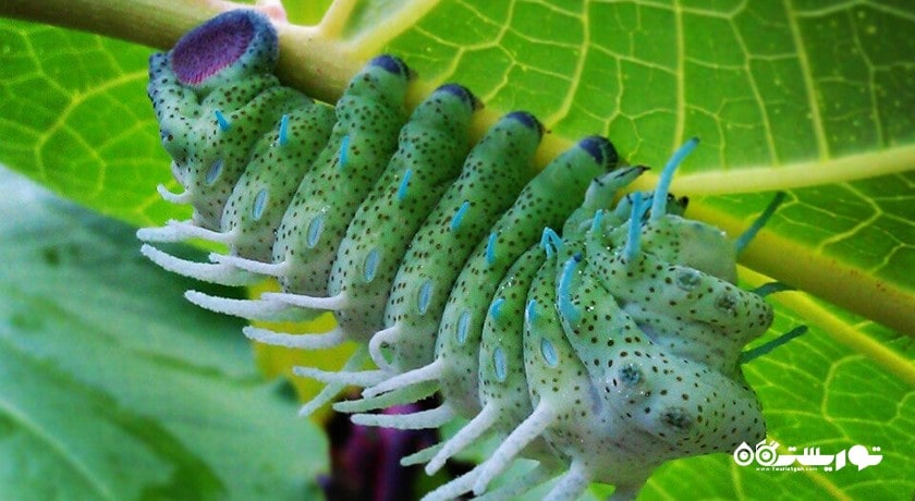  پارک پروانه بالی شهر اندونزی کشور بالی